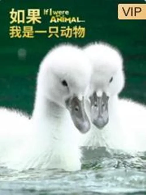 如果我是一只动物 If I Were an Animal